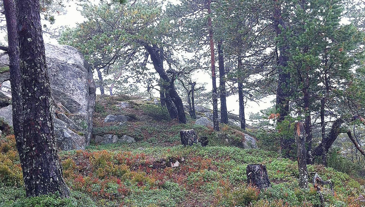 Hillestadheia i Åmli