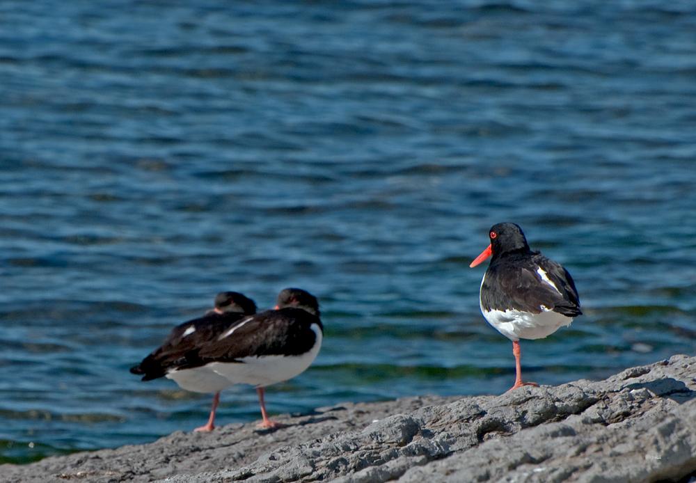birds in the archipelago