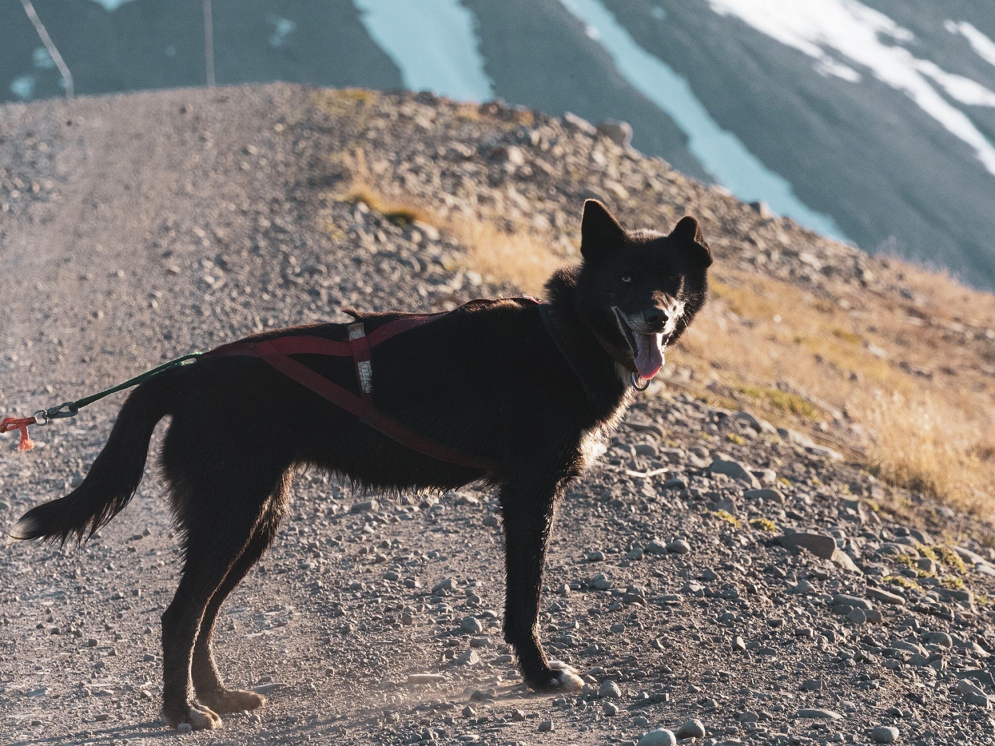 A dog smiling to the camera