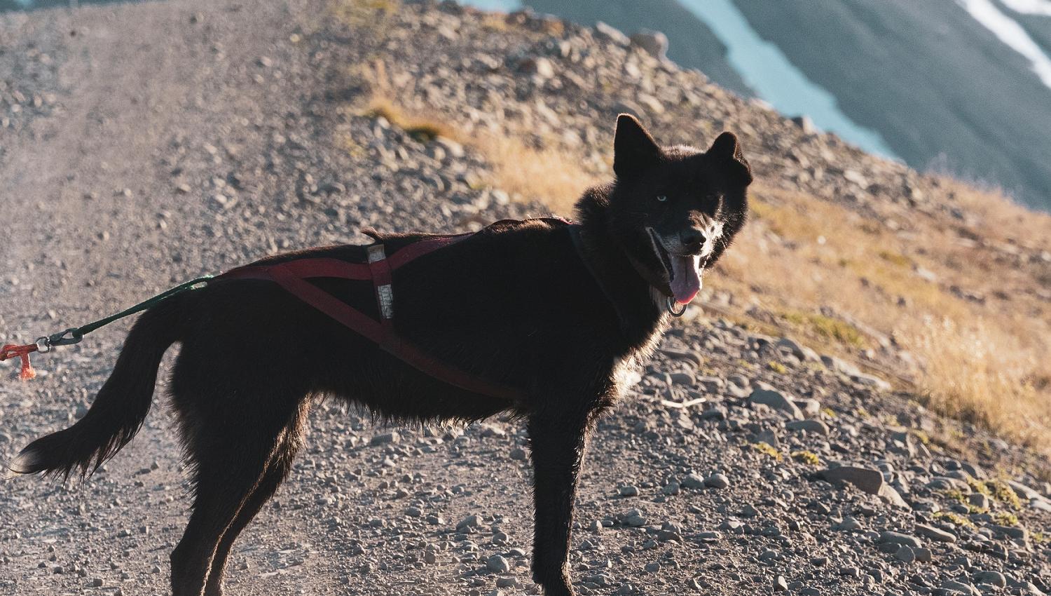 A dog smiling to the camera