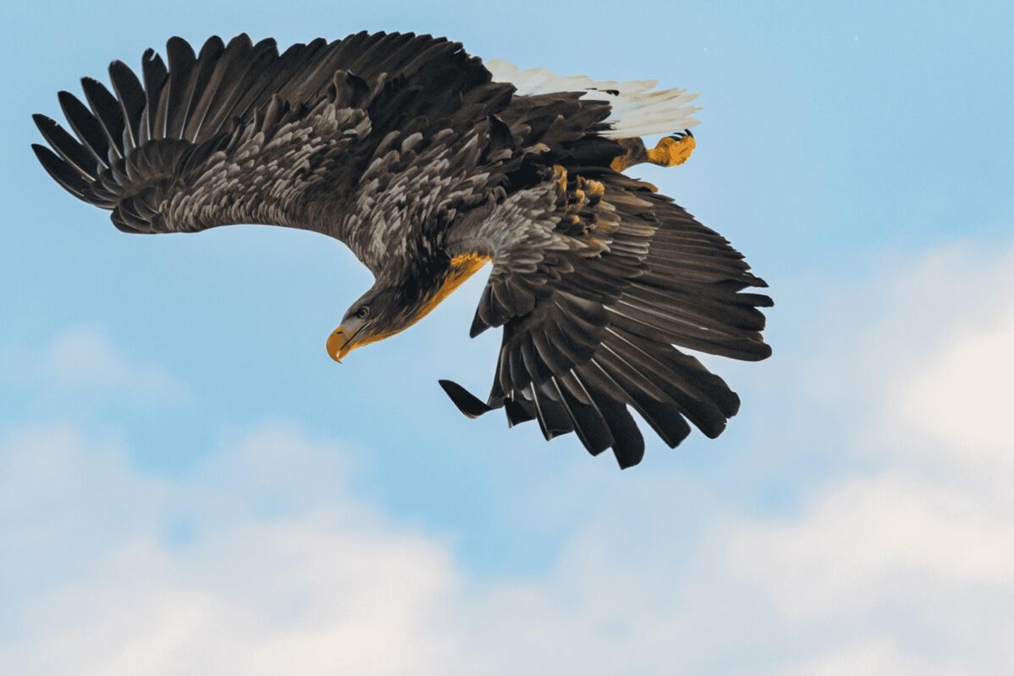 Close-up of an eagle that flies overhead
