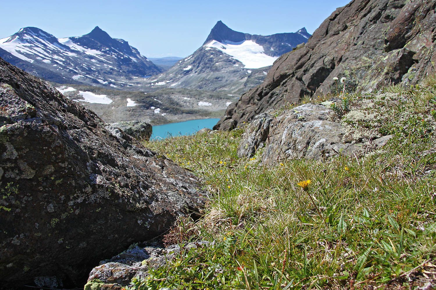 Gul fjellblomst med bregrønt vann og spisse tinder i bakgrunnen.
