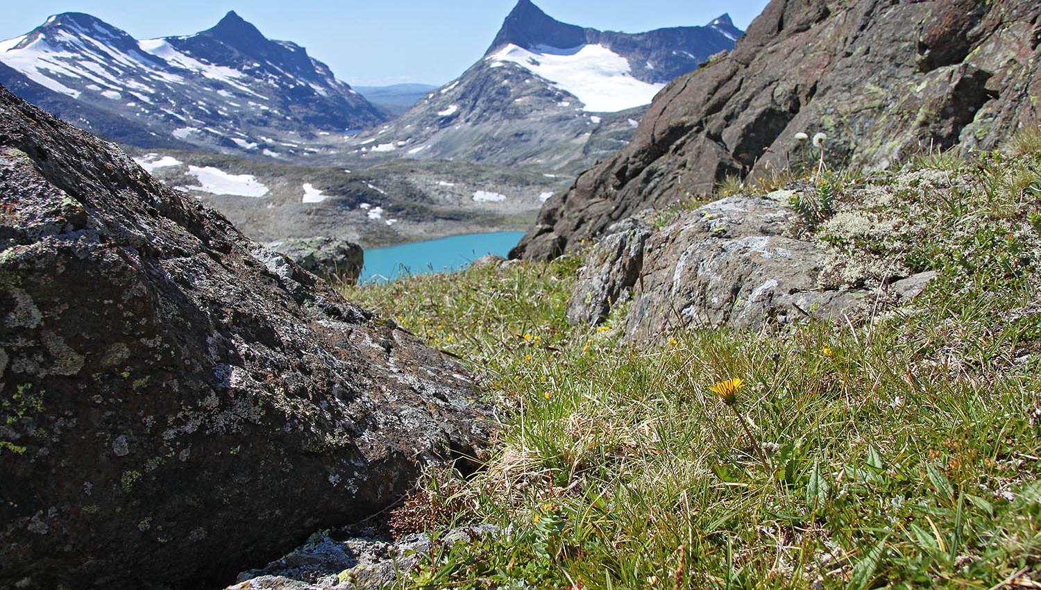 Gul fjellblomst med bregrønt vann og spisse tinder i bakgrunnen.