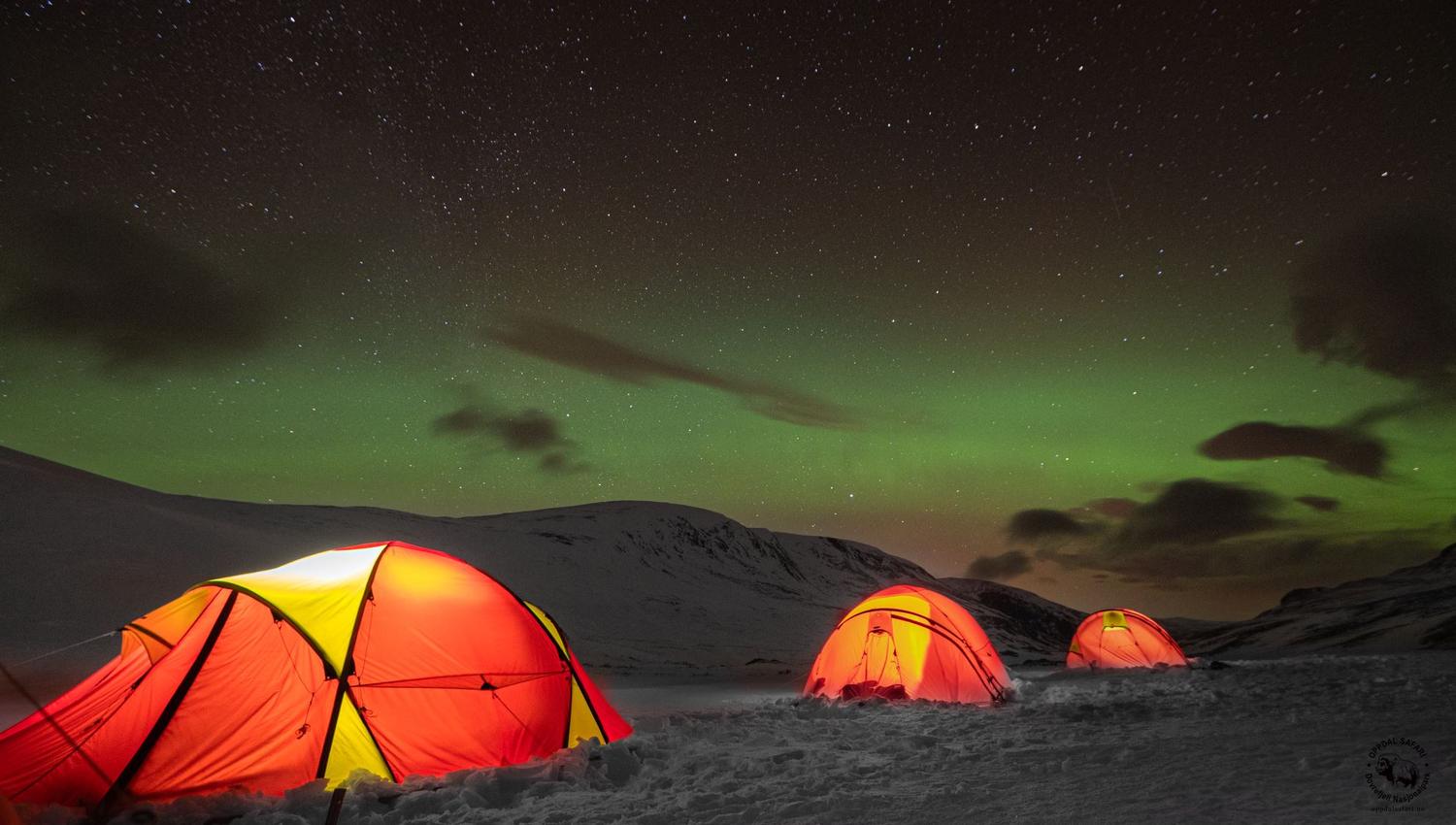 Moskussafari m/personlig guide, 2 dager