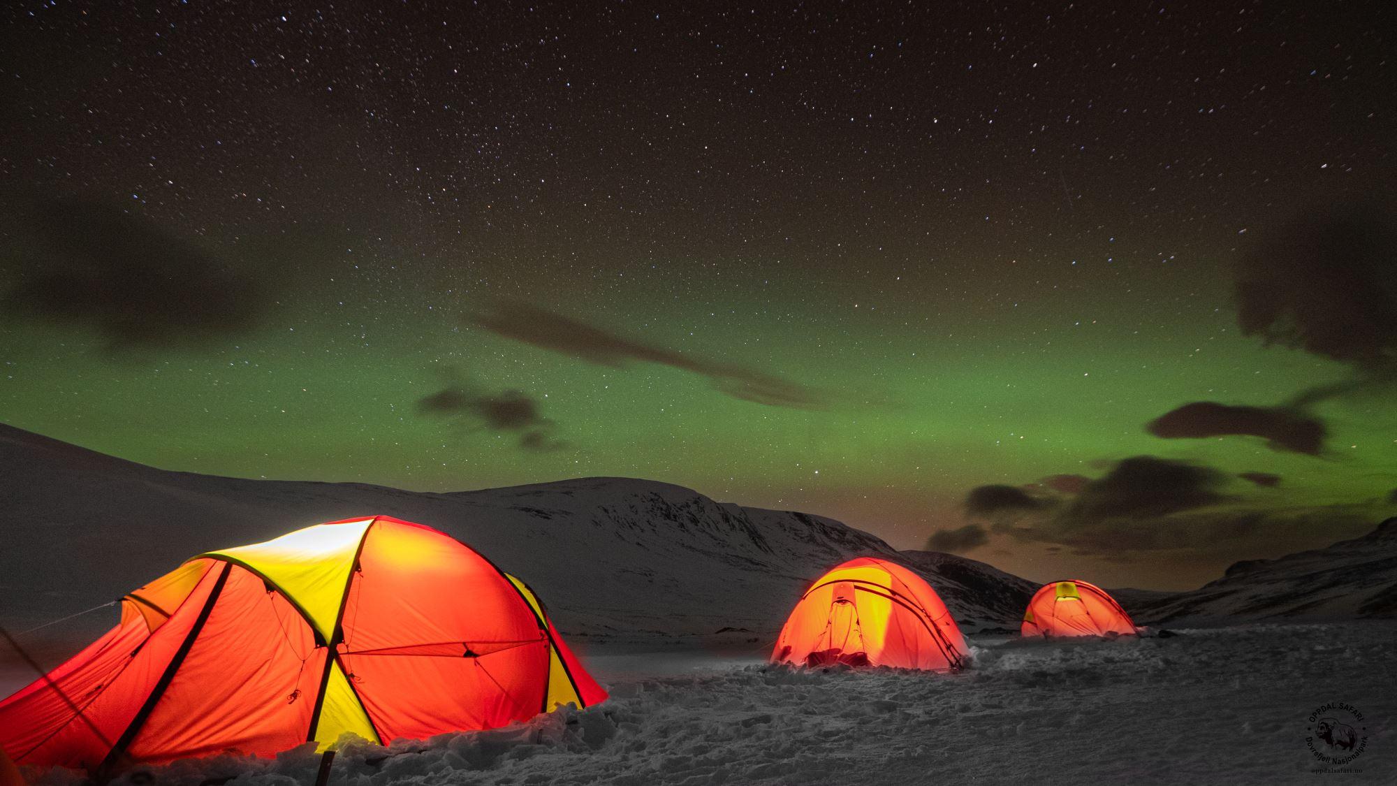 Moskussafari m/personlig guide, 2 dager