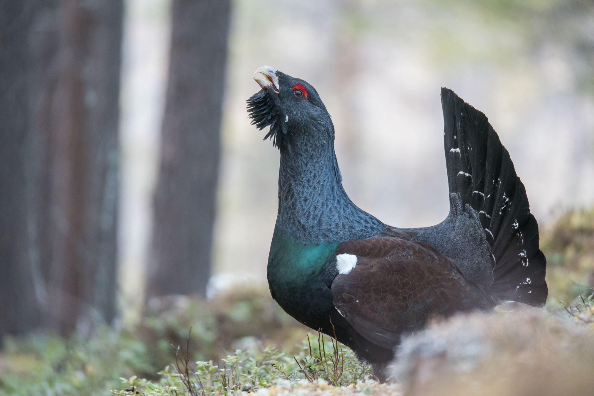 Tiurleik
