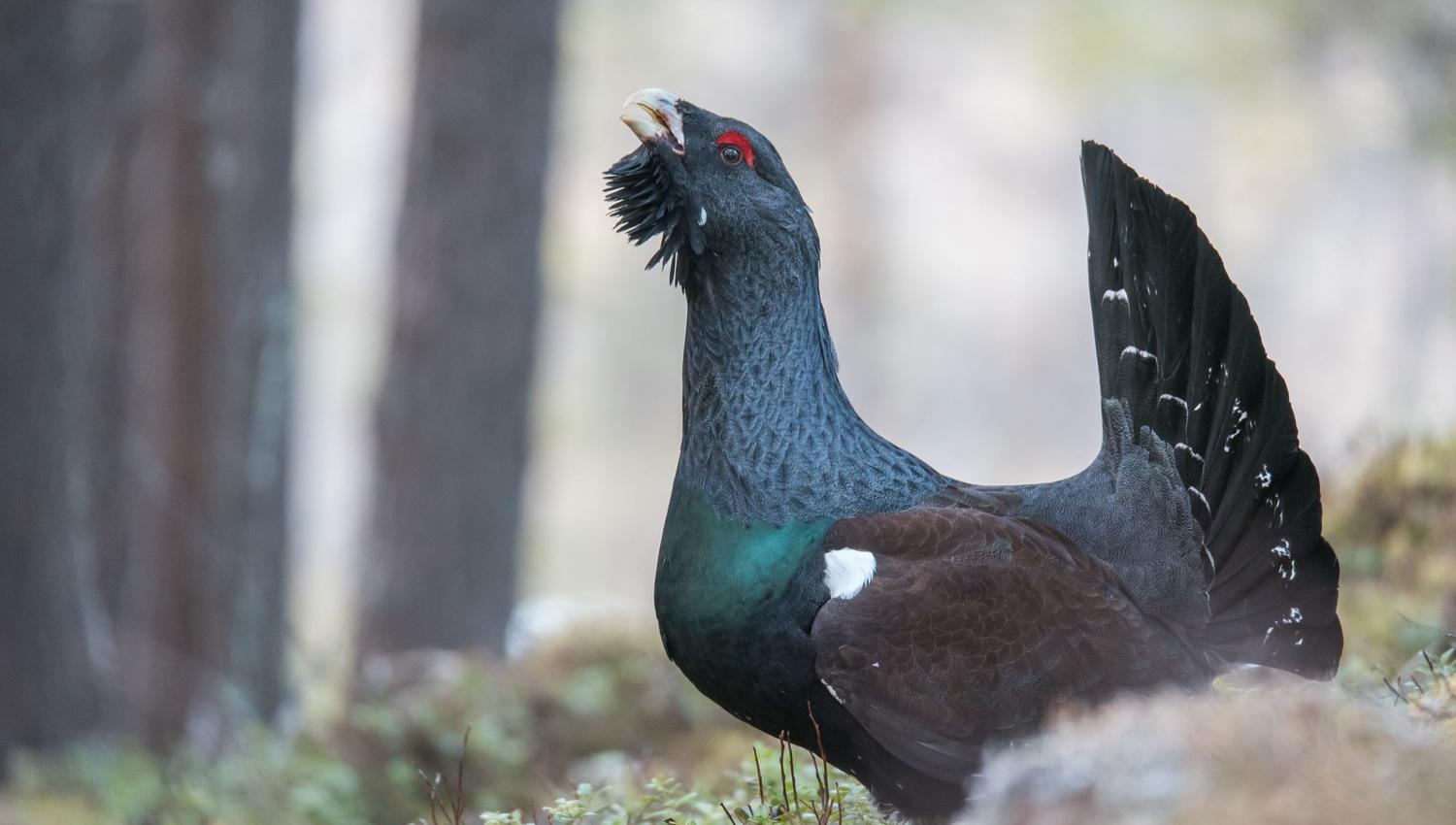 Tiurleik