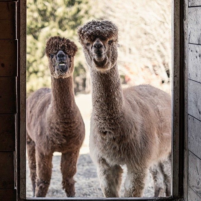 Two alpaccas