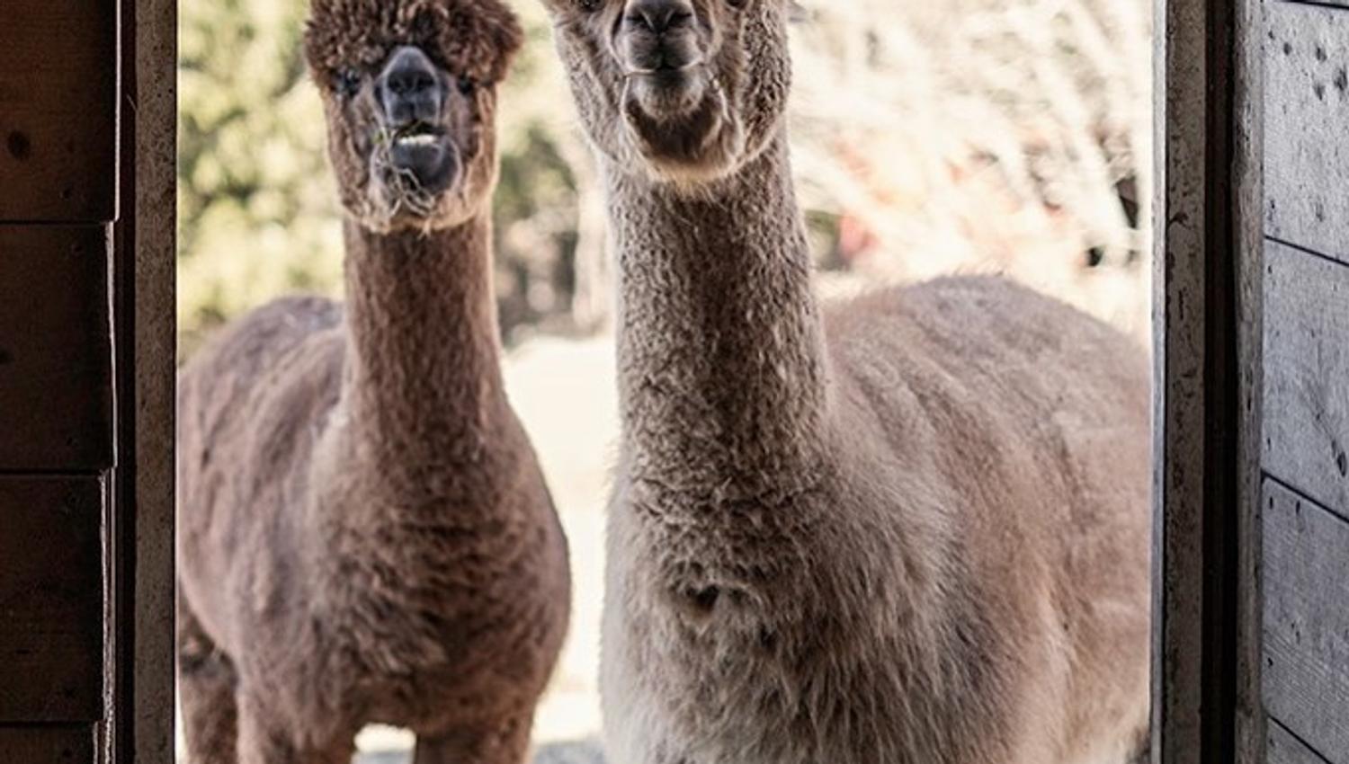 Two alpaccas
