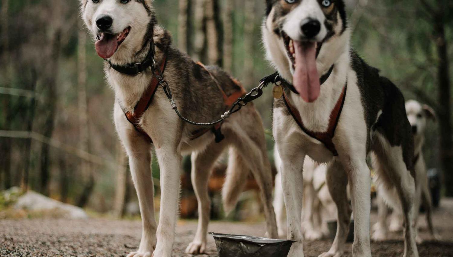 Sirdal Husky Farm