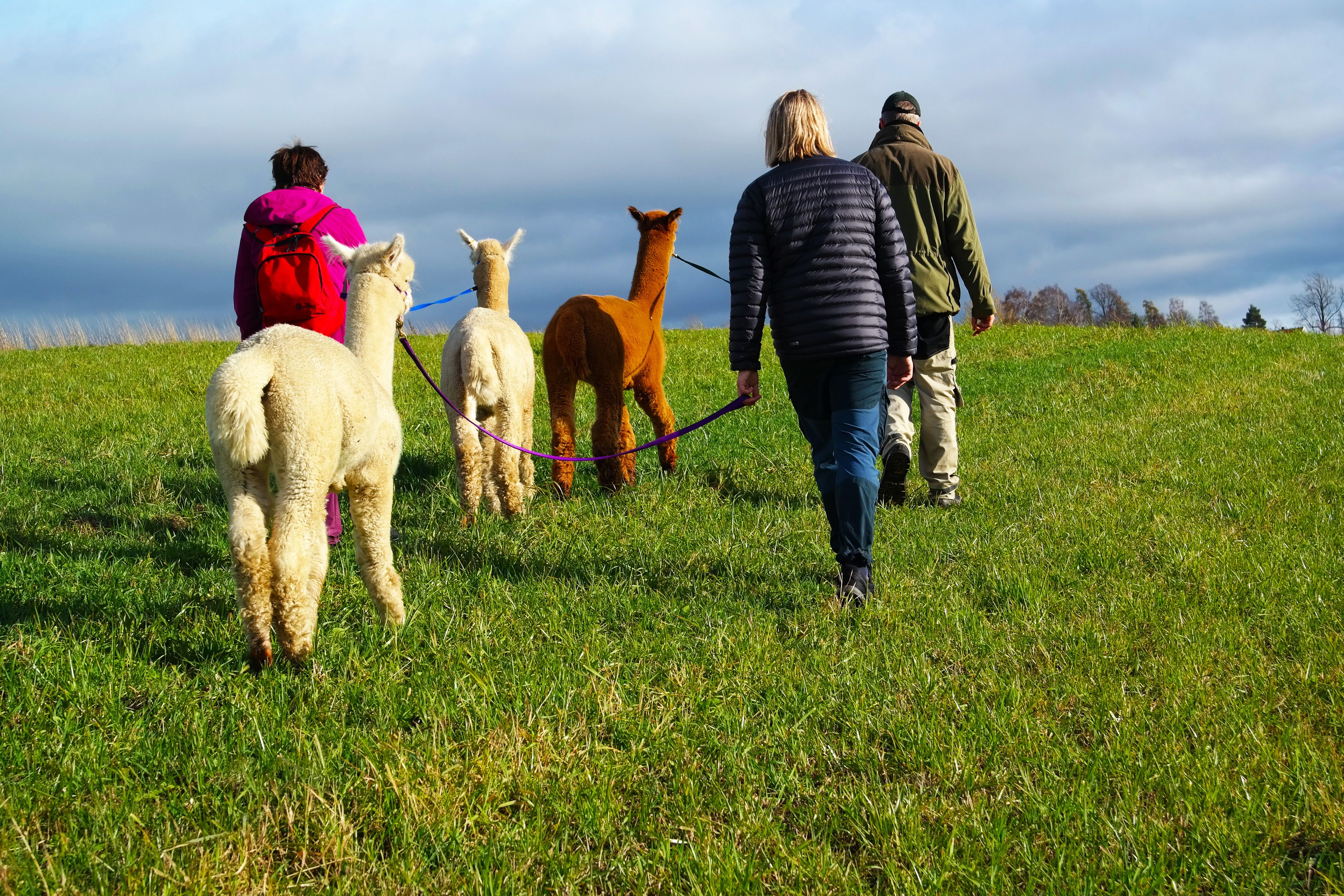 3personer som leier alpakkaer