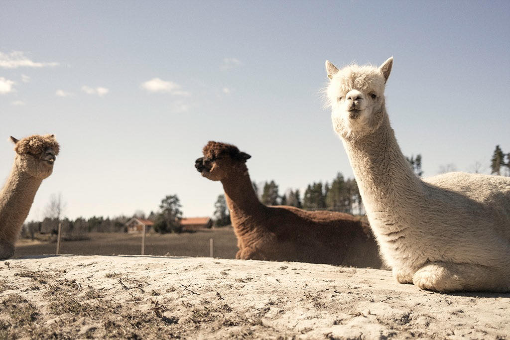 Three alpaccas