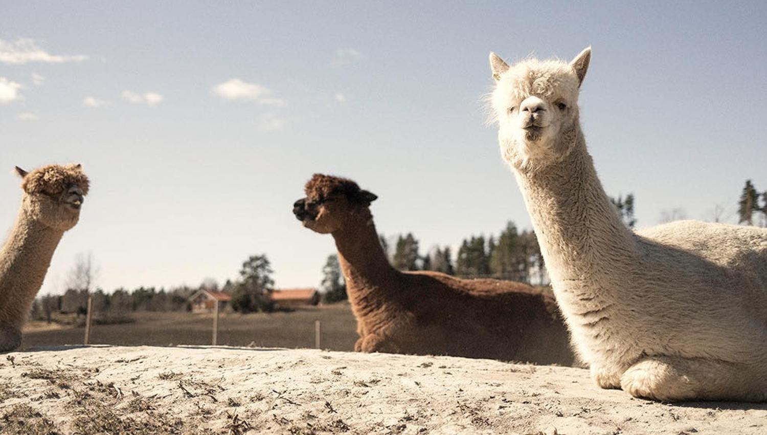 Three alpaccas