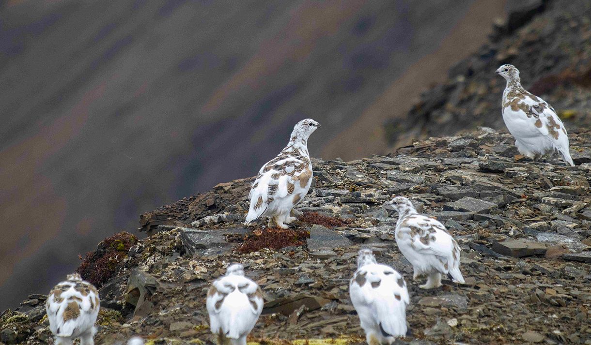 A group of Svalbard rock ptarmigans in a rocky field