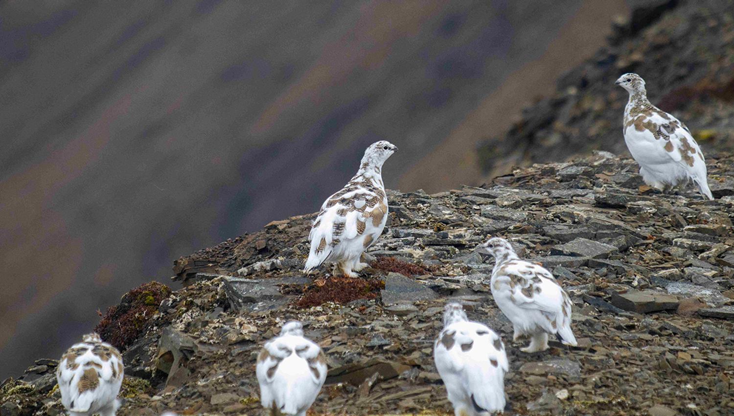 A group of Svalbard rock ptarmigans in a rocky field