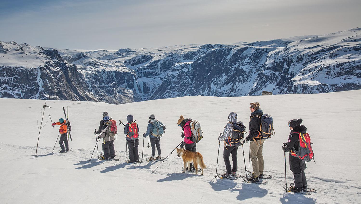 Group of winter hikers and a dog walking on the snowy high mountain plateau near Trolltunga.