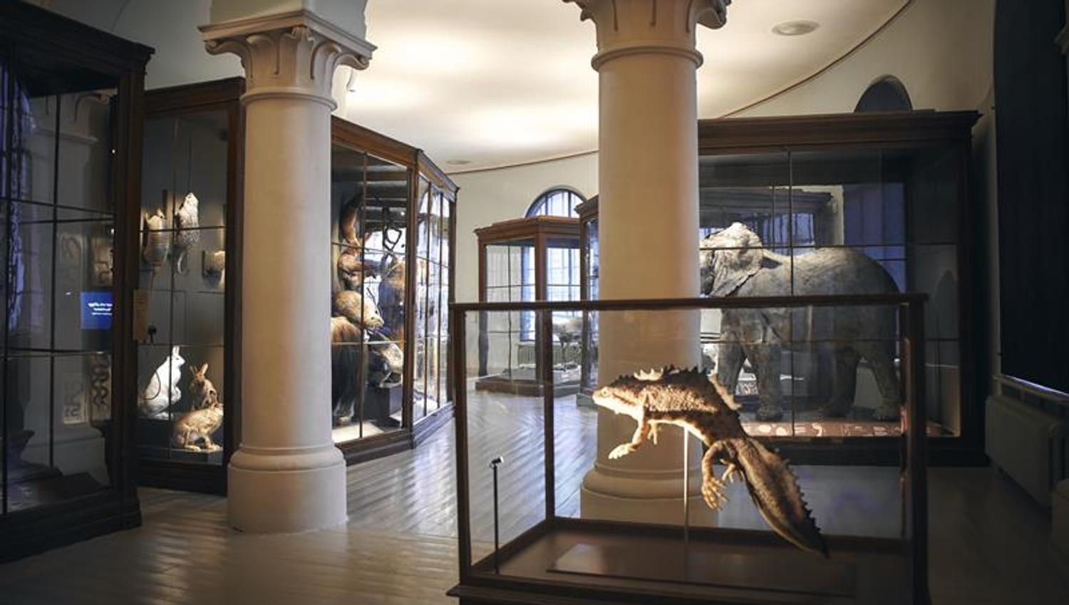 Universitetsmuseet i Bergen