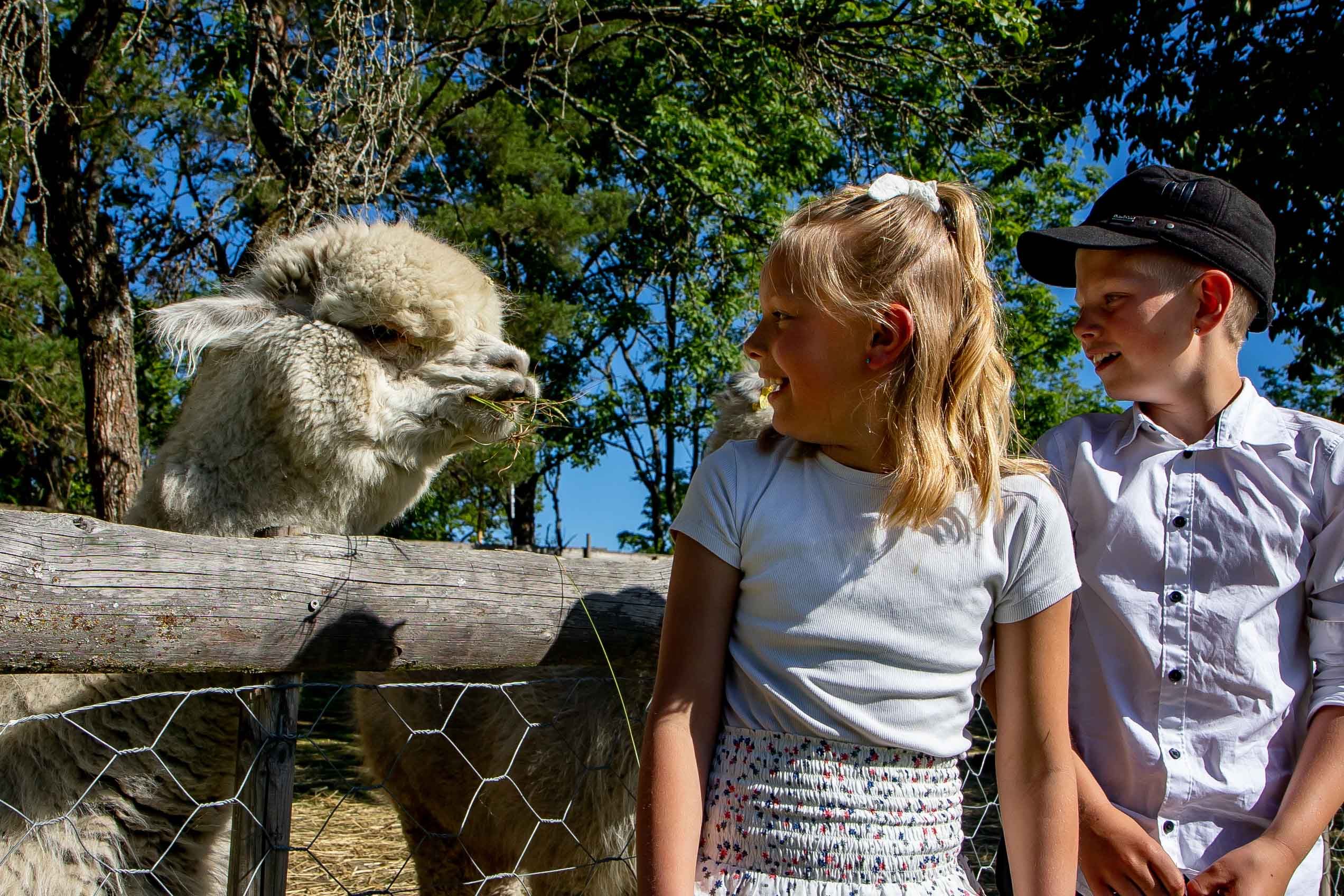 Two children and an alpaca