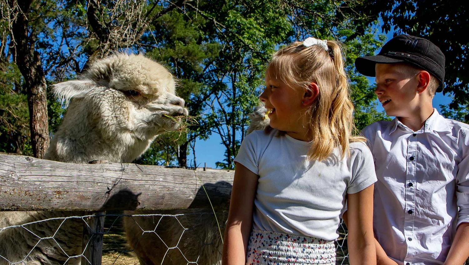 Two children and an alpaca