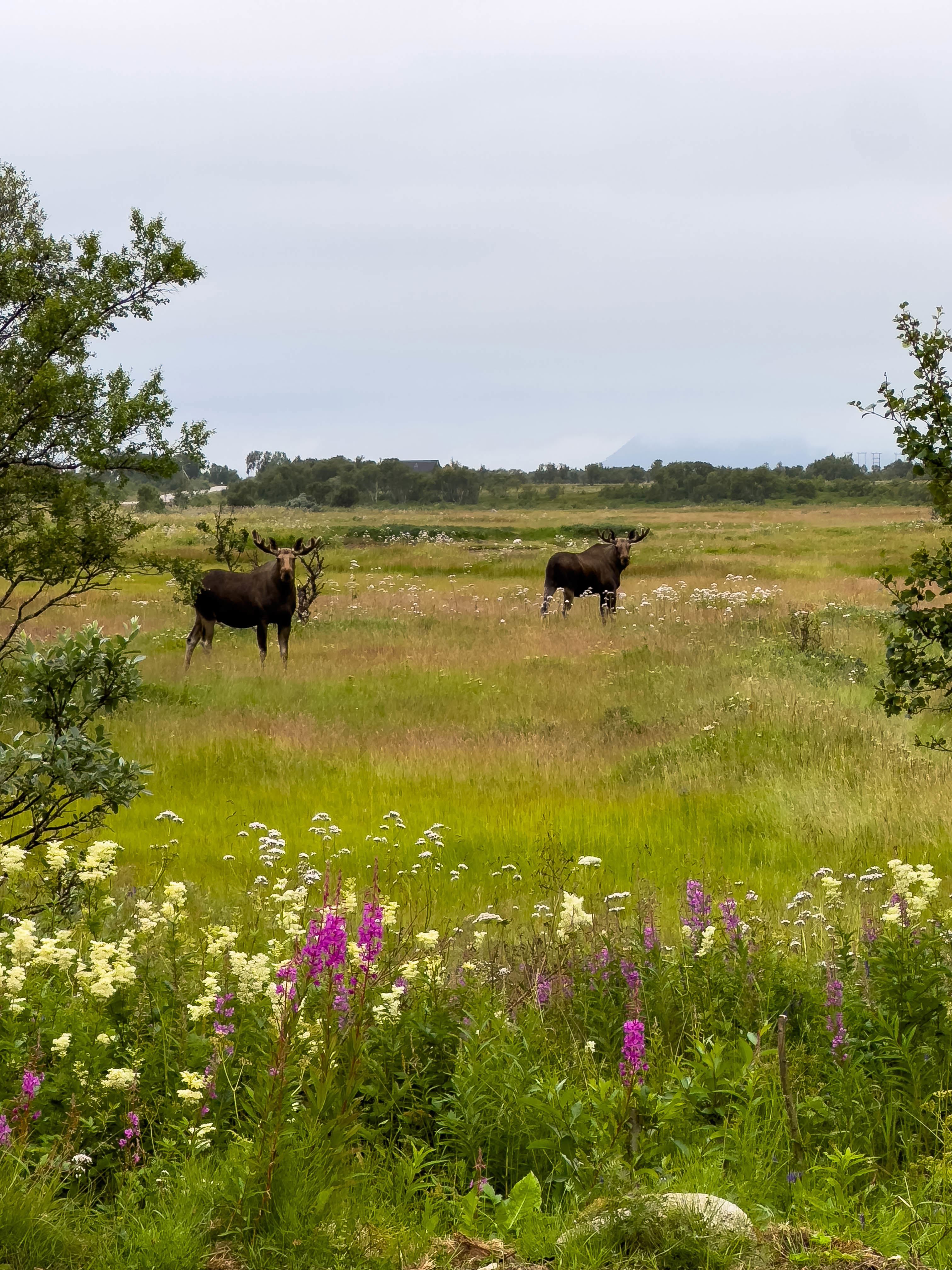 Elgsafari med Arctic North Adventures