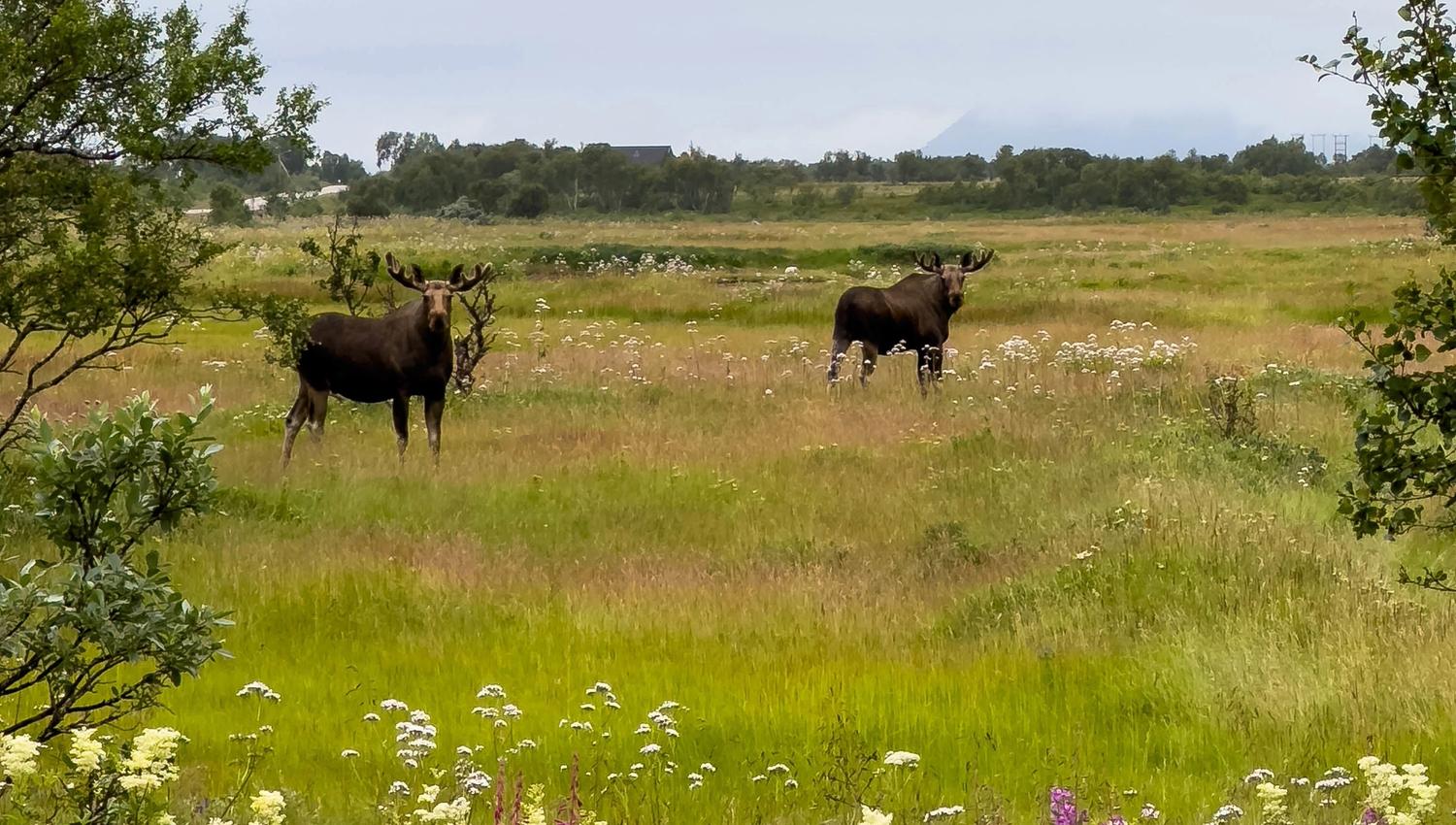 Elgsafari med Arctic North Adventures