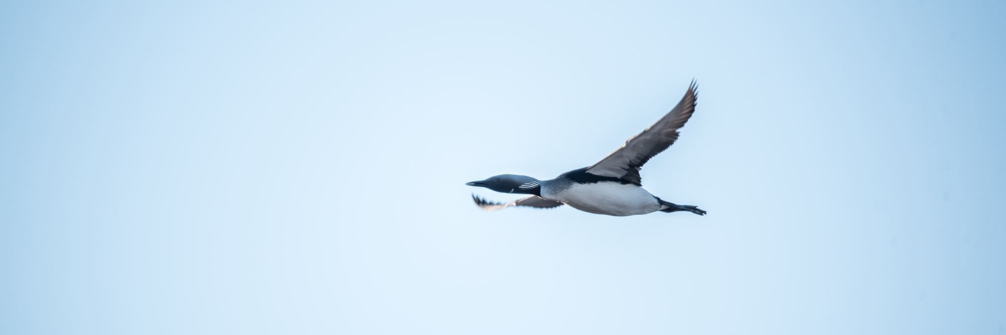 Bird watching with guide