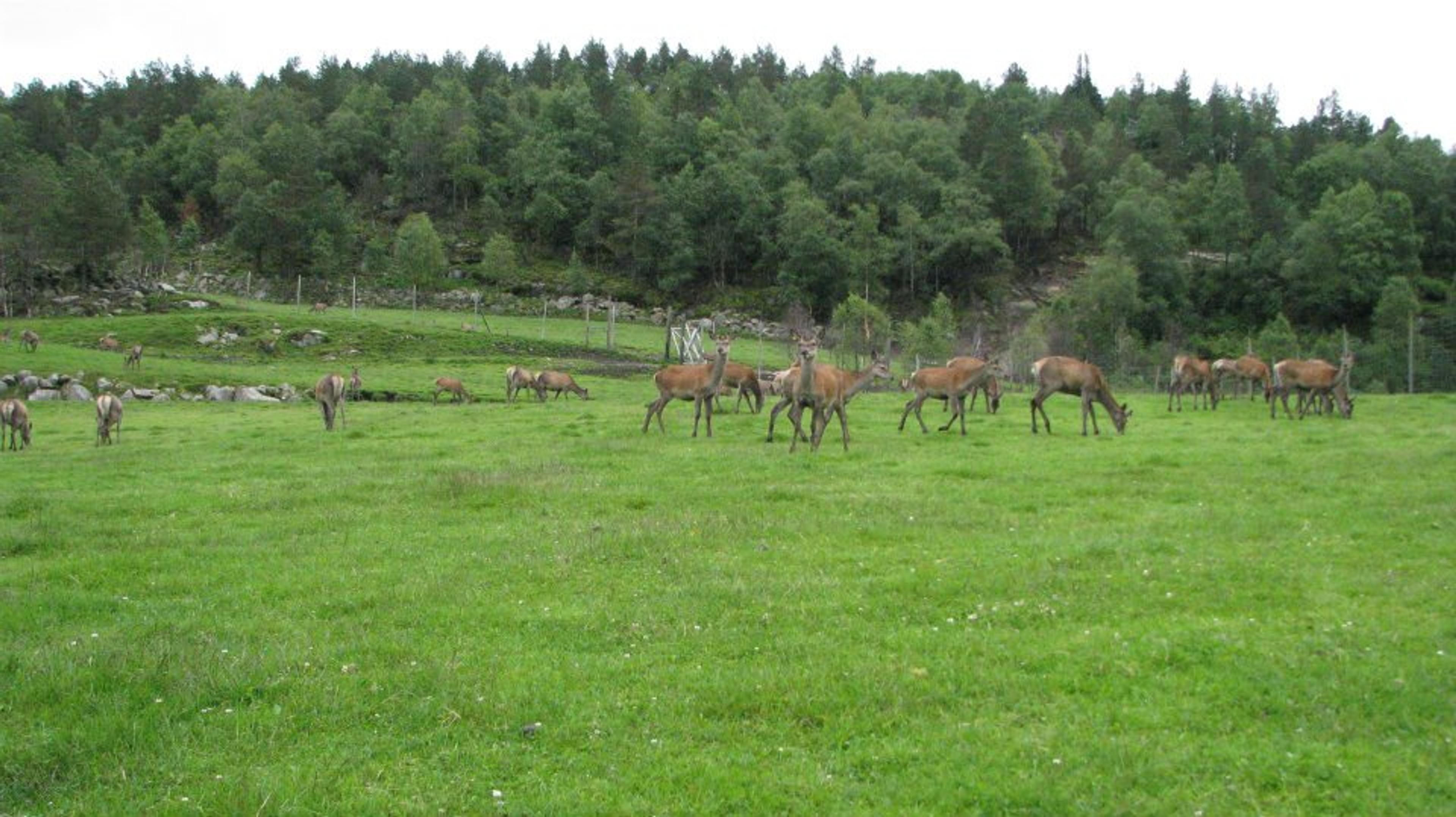 Hjorter på Mydland Gard