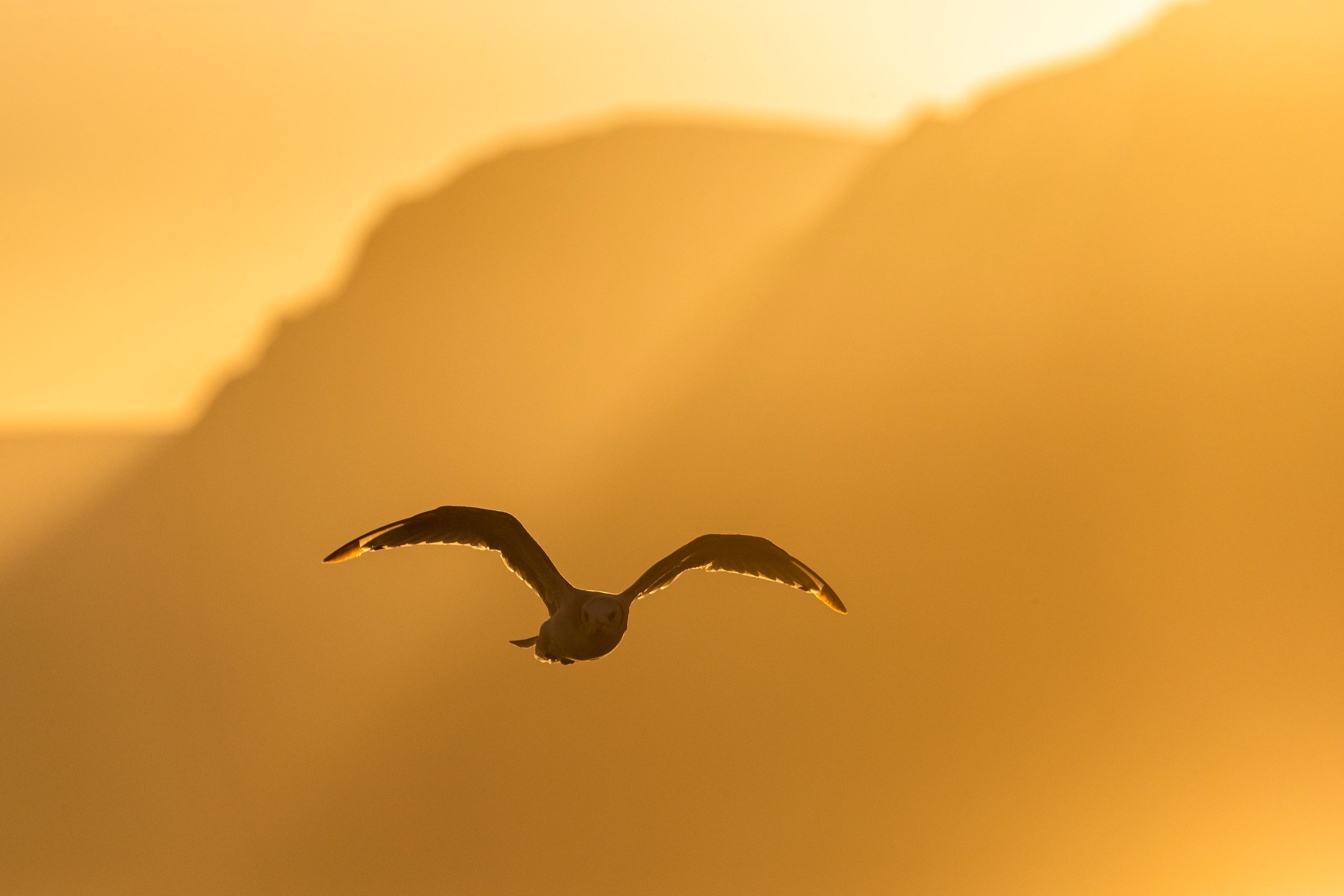 Single bird flying over mountains in evening light.