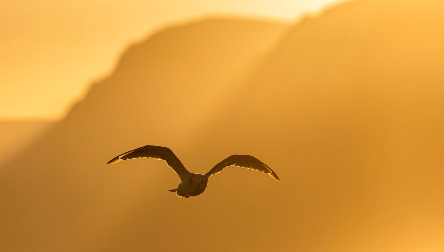 Single bird flying over mountains in evening light.