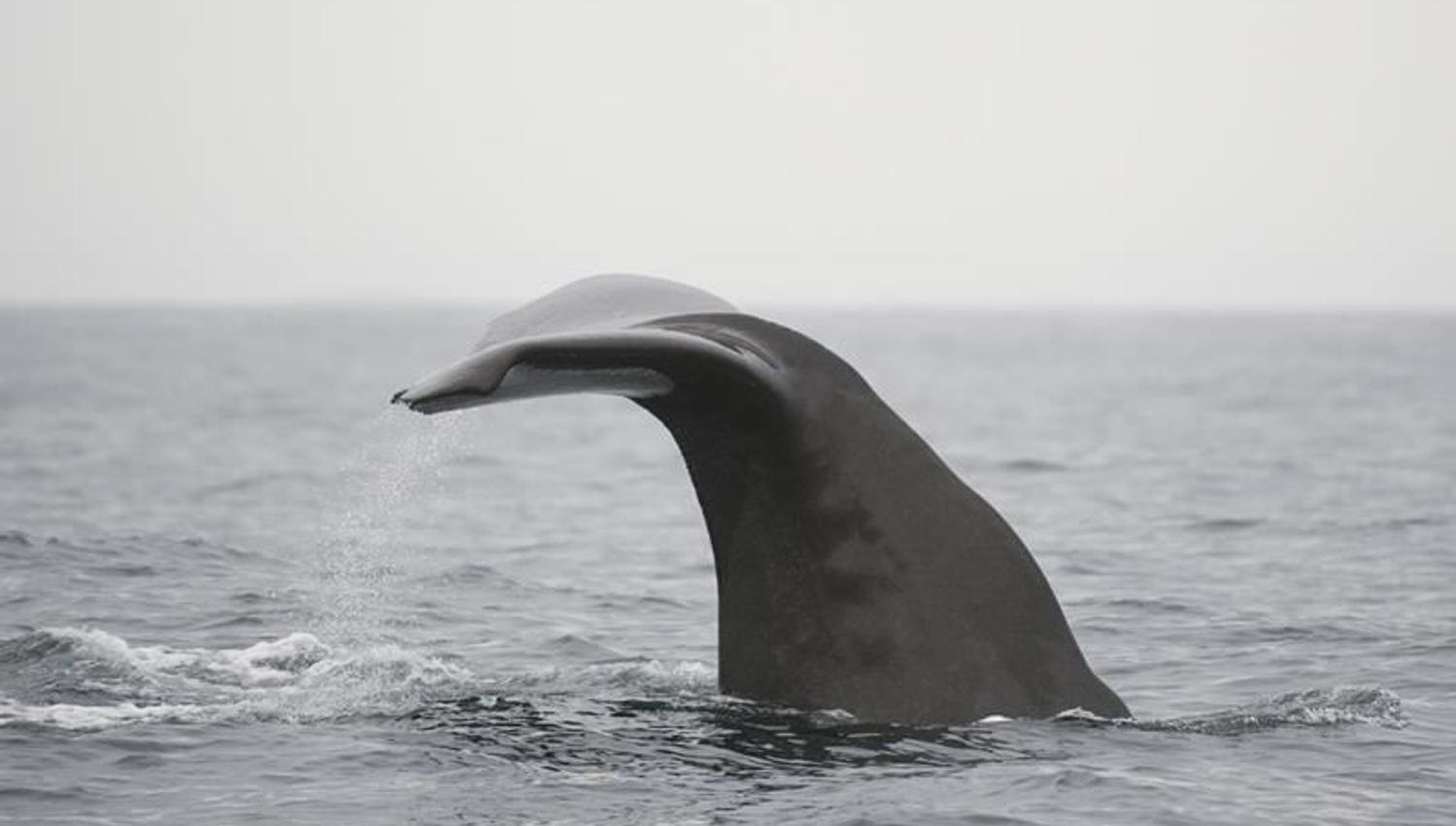 Whale2Sea