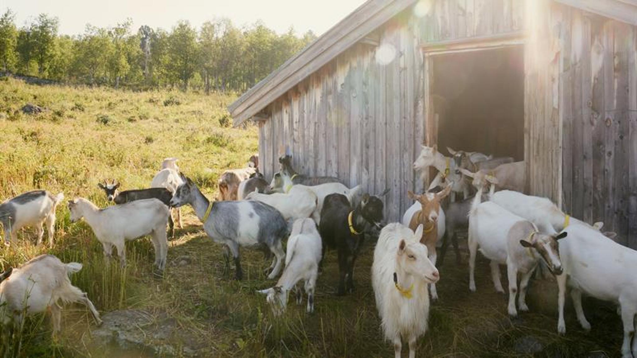 Goats outside the barn.
