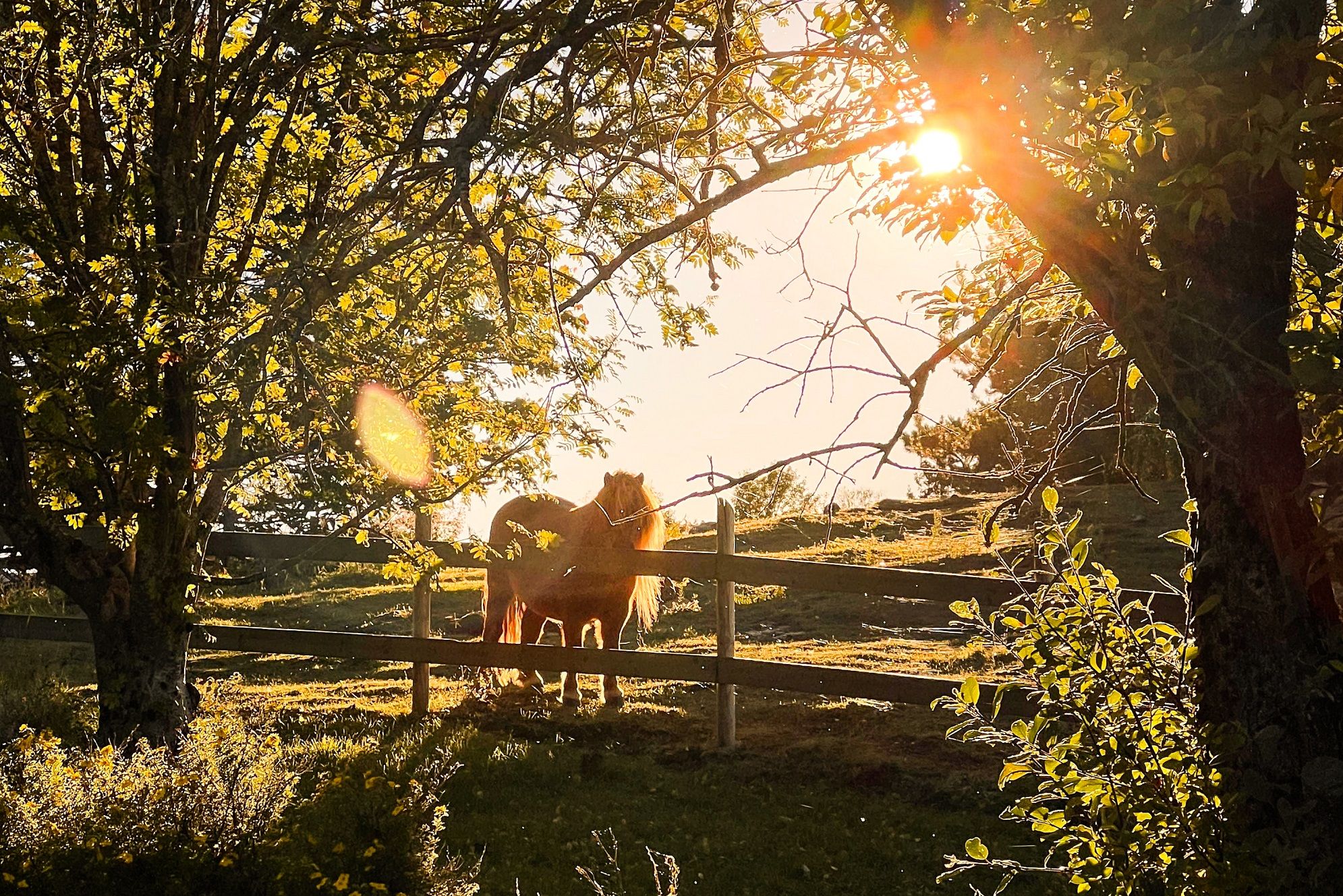 Hest på Kvarstad gård