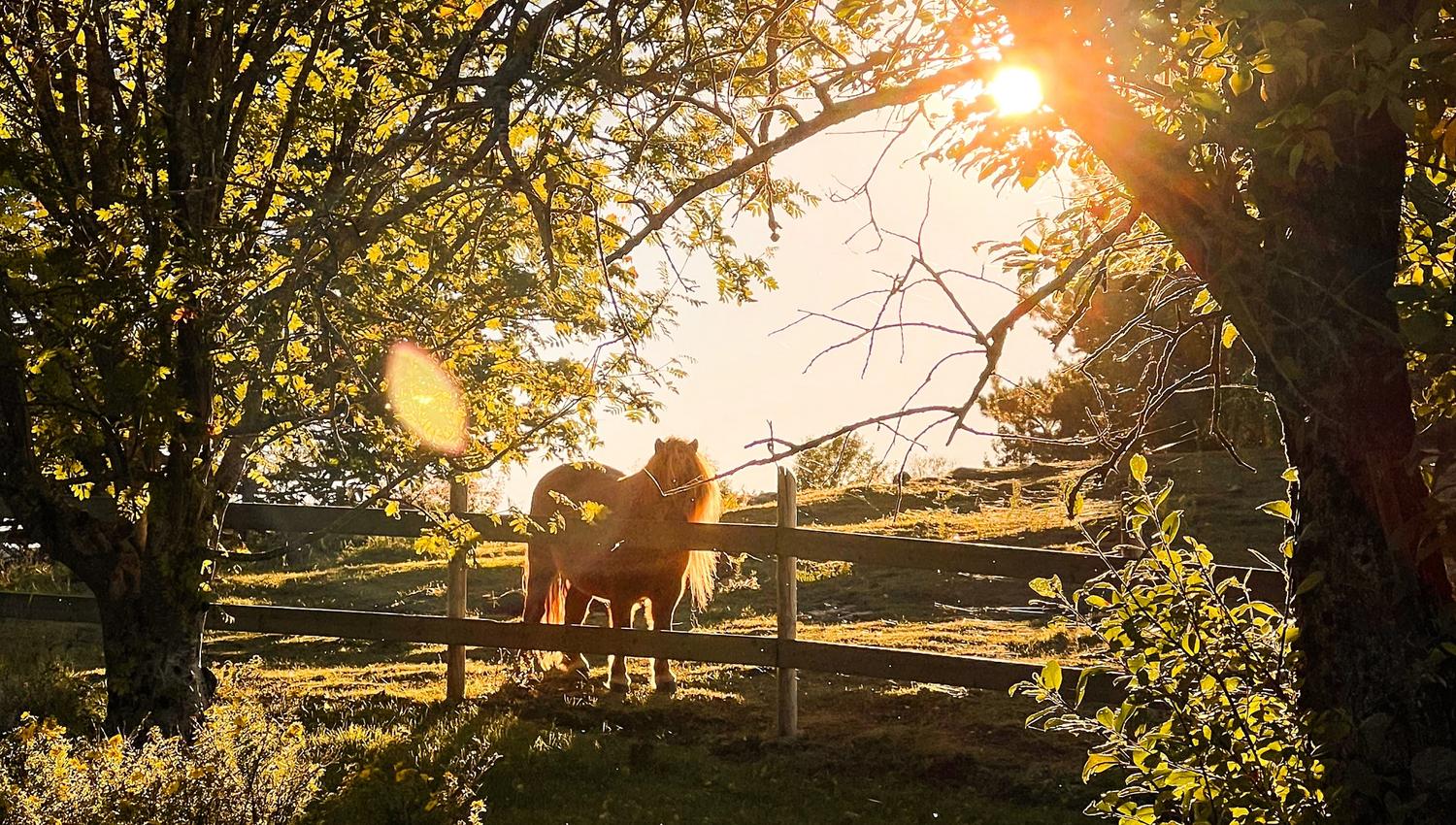 Hest på Kvarstad gård