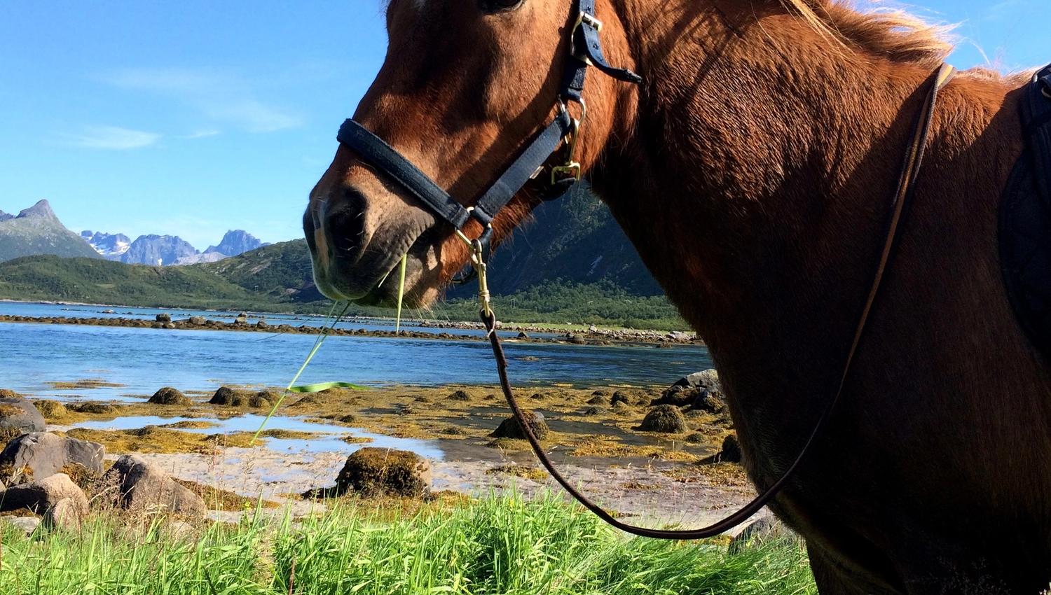 Hest i landskap