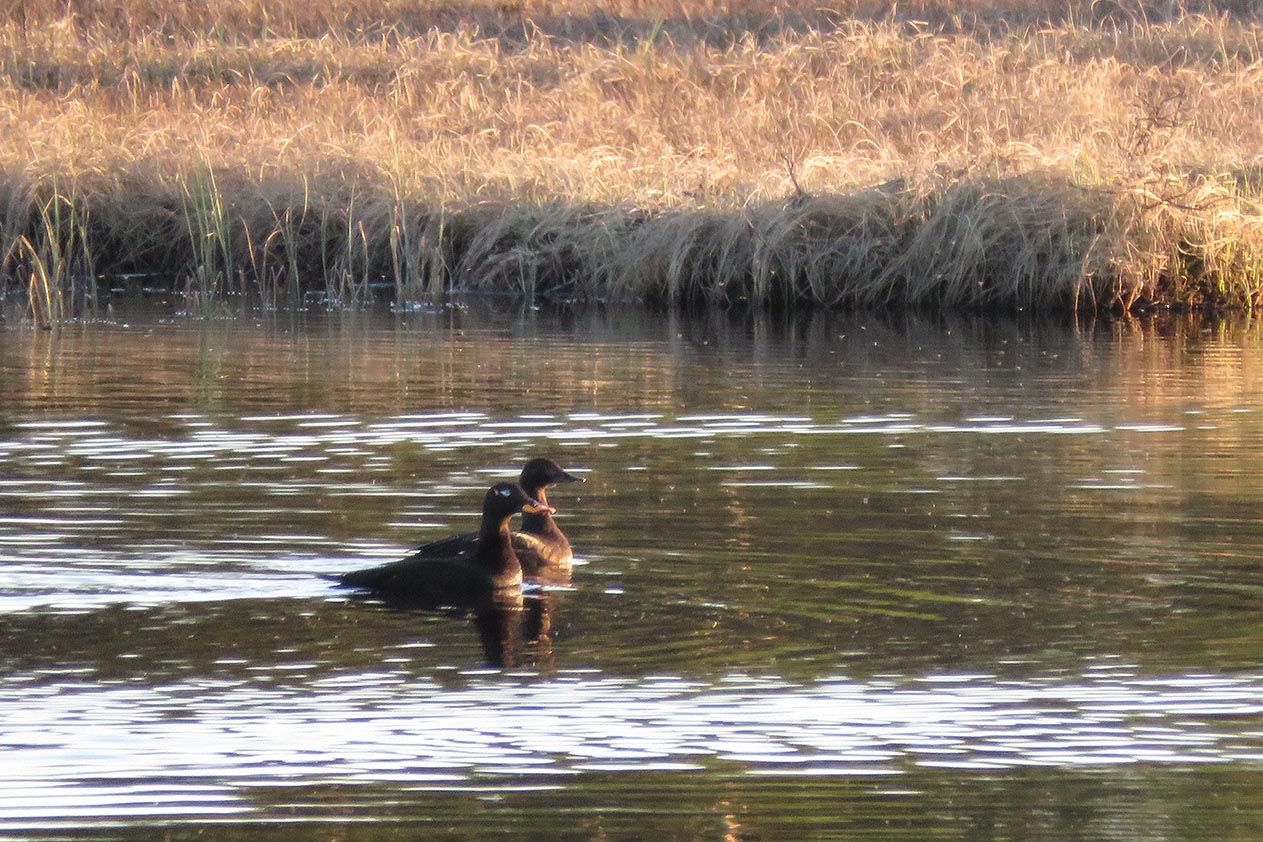 The Velvet Scoter (Melanitta fusca) tends to breen in small numbers in Valdres. Two places it can be found are the small lakes south of Gauklie on the