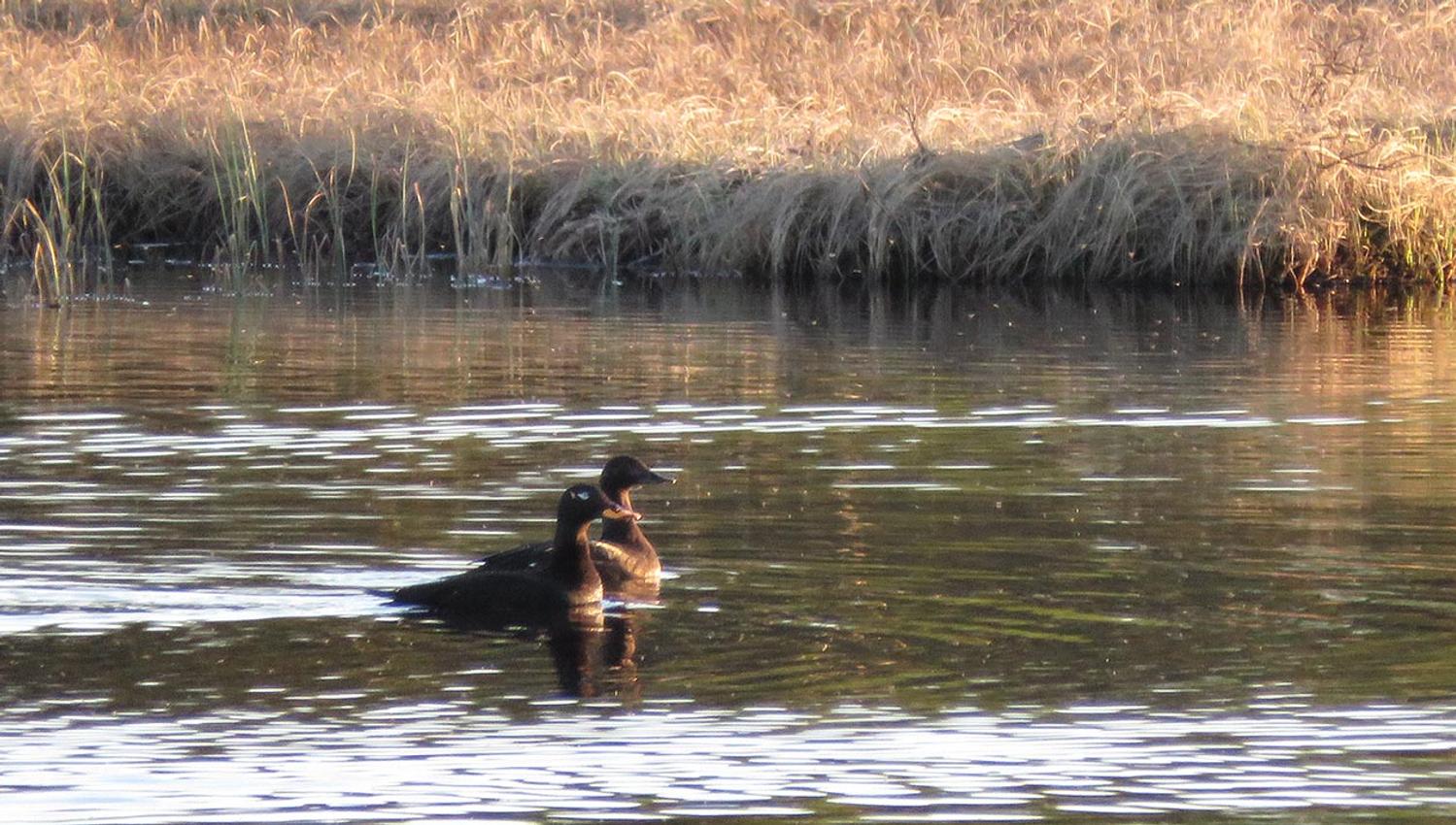 The Velvet Scoter (Melanitta fusca) tends to breen in small numbers in Valdres. Two places it can be found are the small lakes south of Gauklie on the