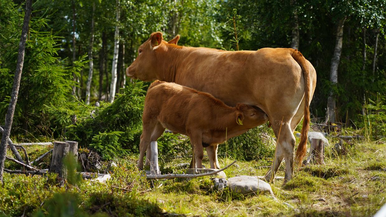Faraasen Tretoppgård kuer