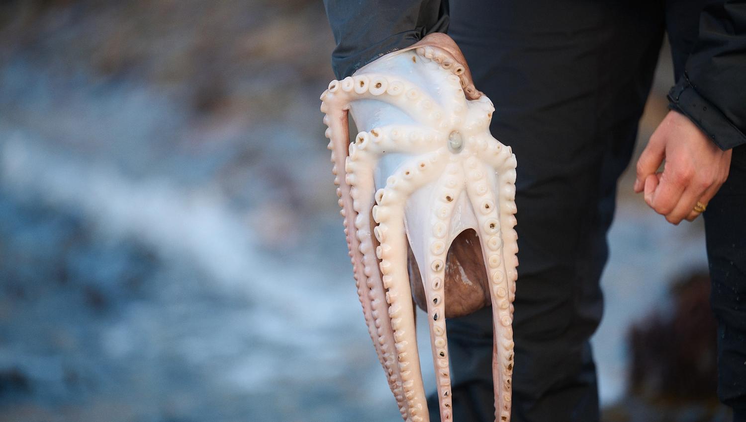 Squid