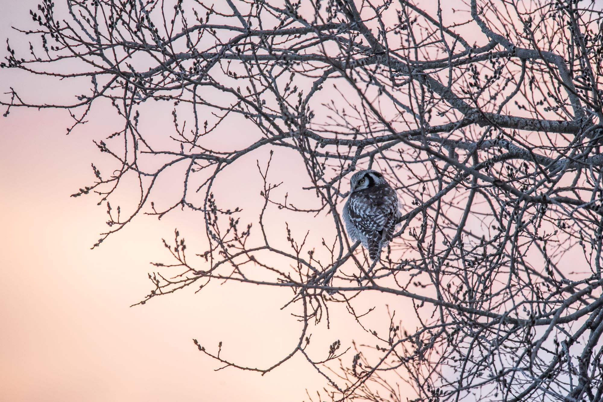 Bird watching with guide