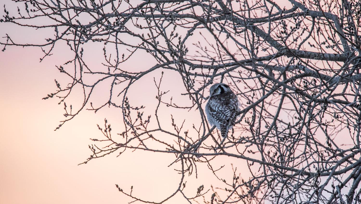 Bird watching with guide
