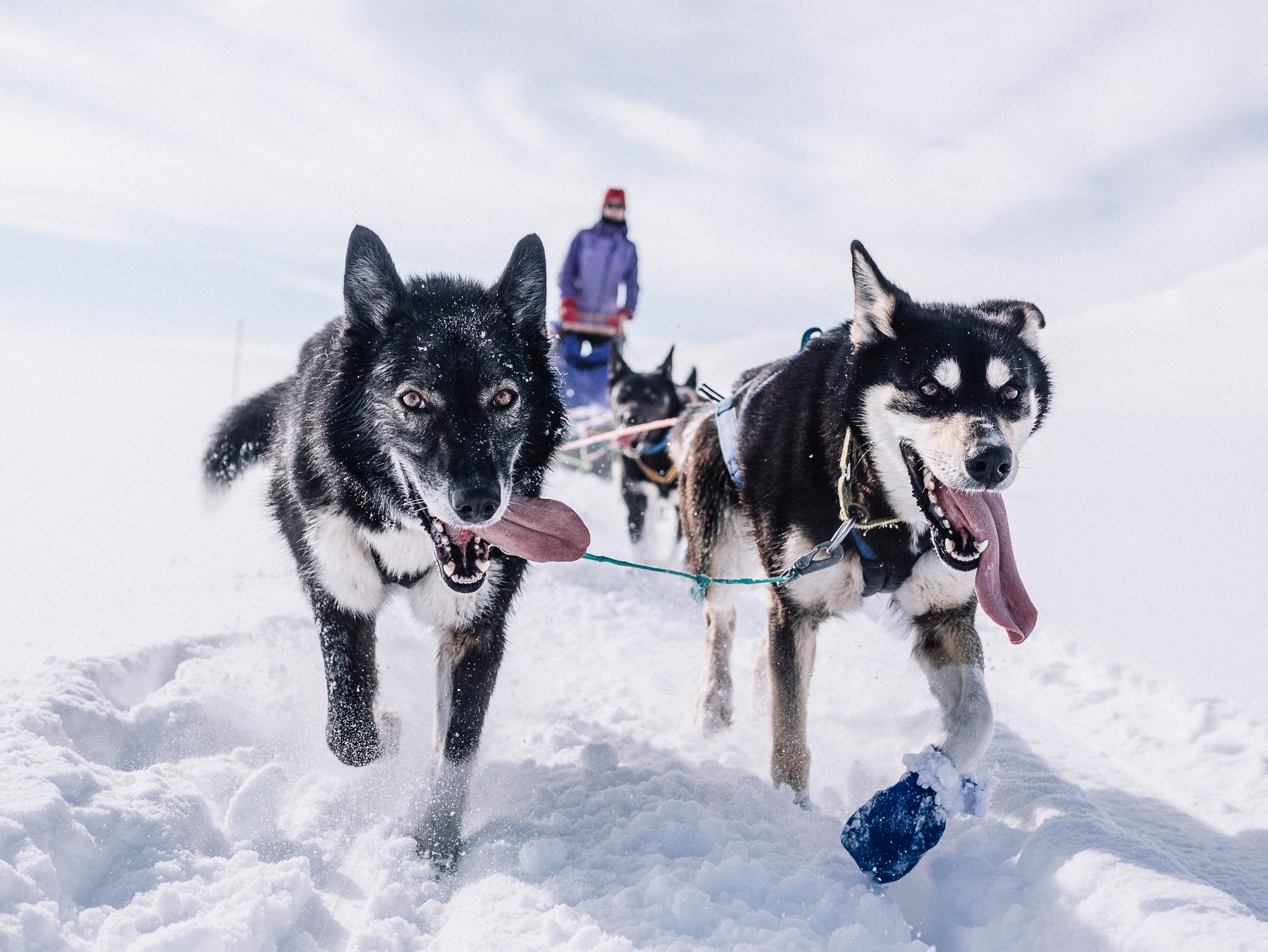 Smakebit på hundekjøring - Trasti og Trine