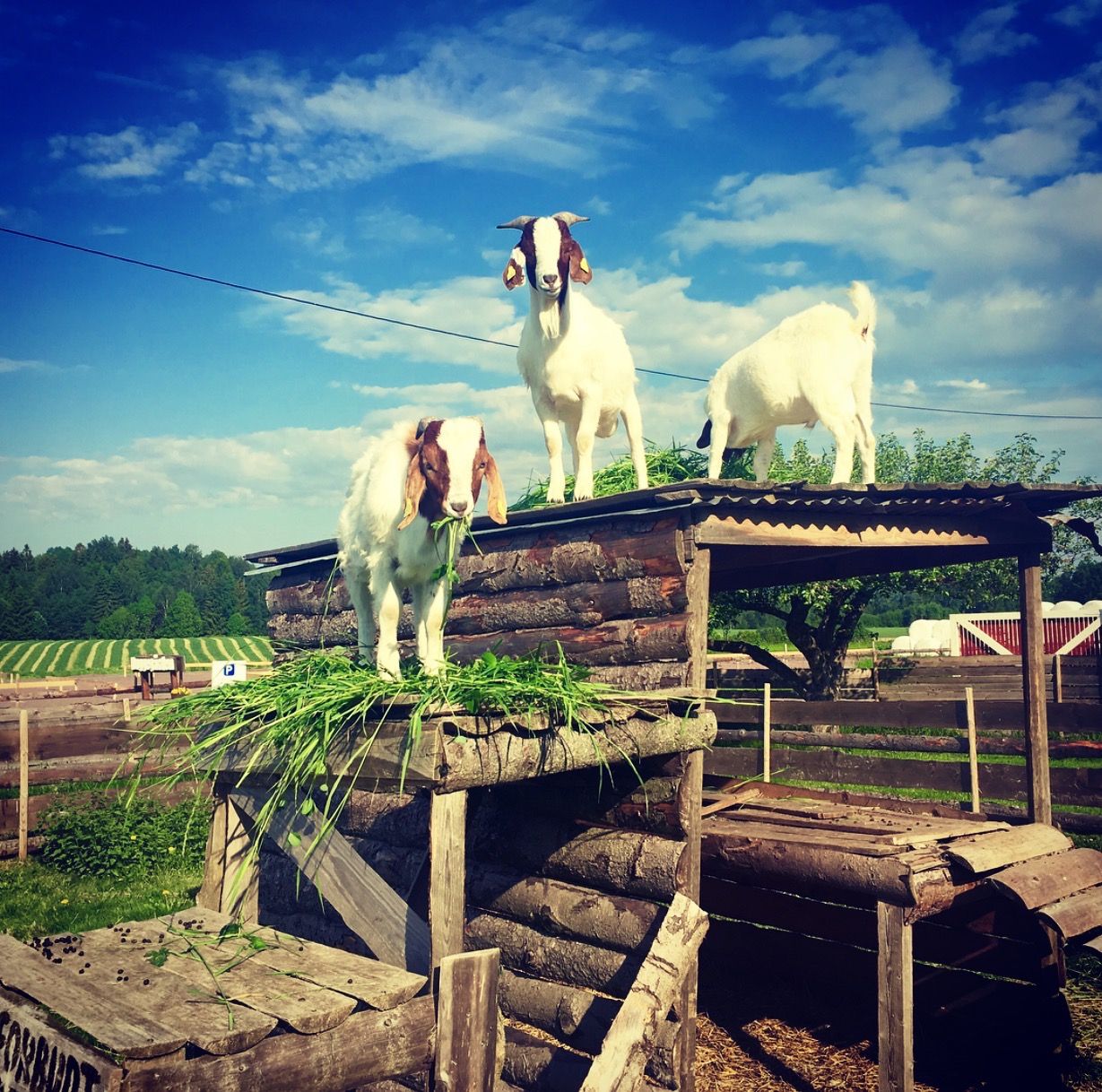 Goats at Buggegården
