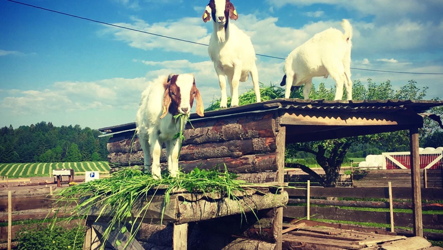Goats at Buggegården