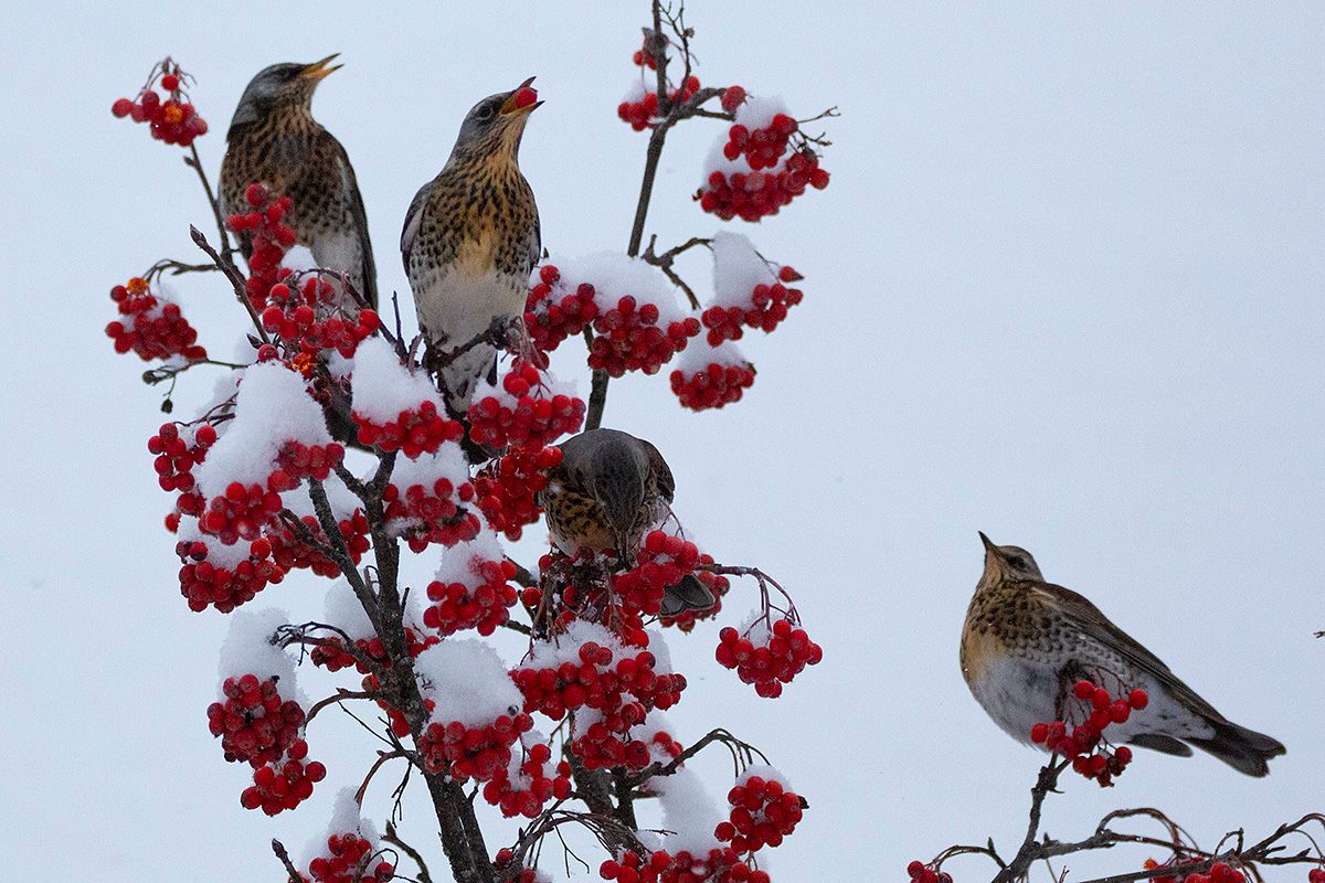 web_gråtrost_Y92A0358