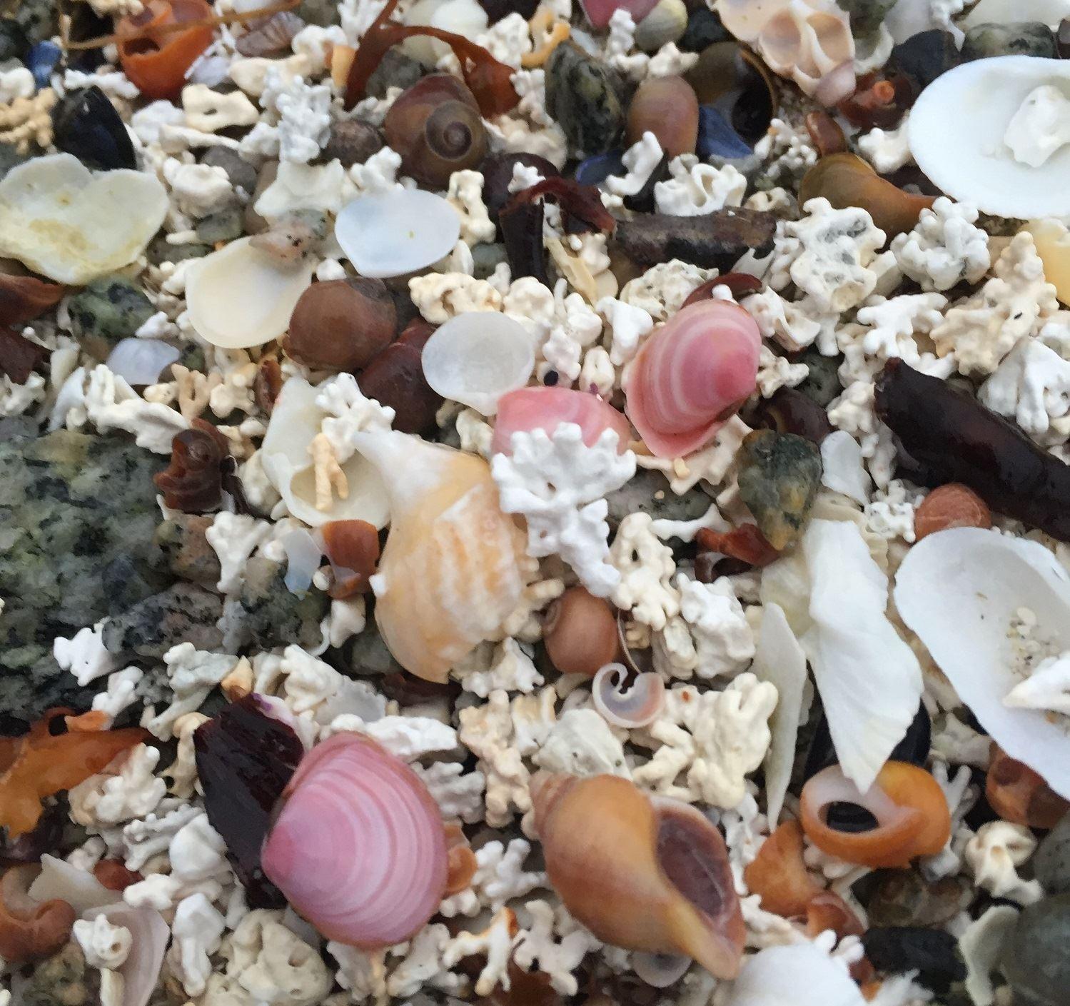 Two days Arctic Camp with kayaking