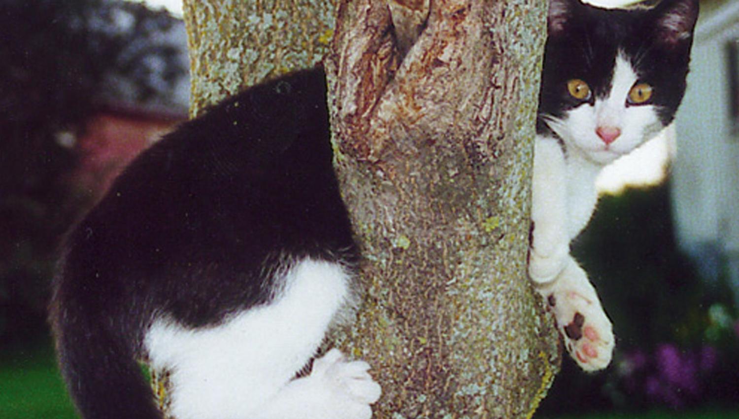 Katt i et tre på smedstad gård