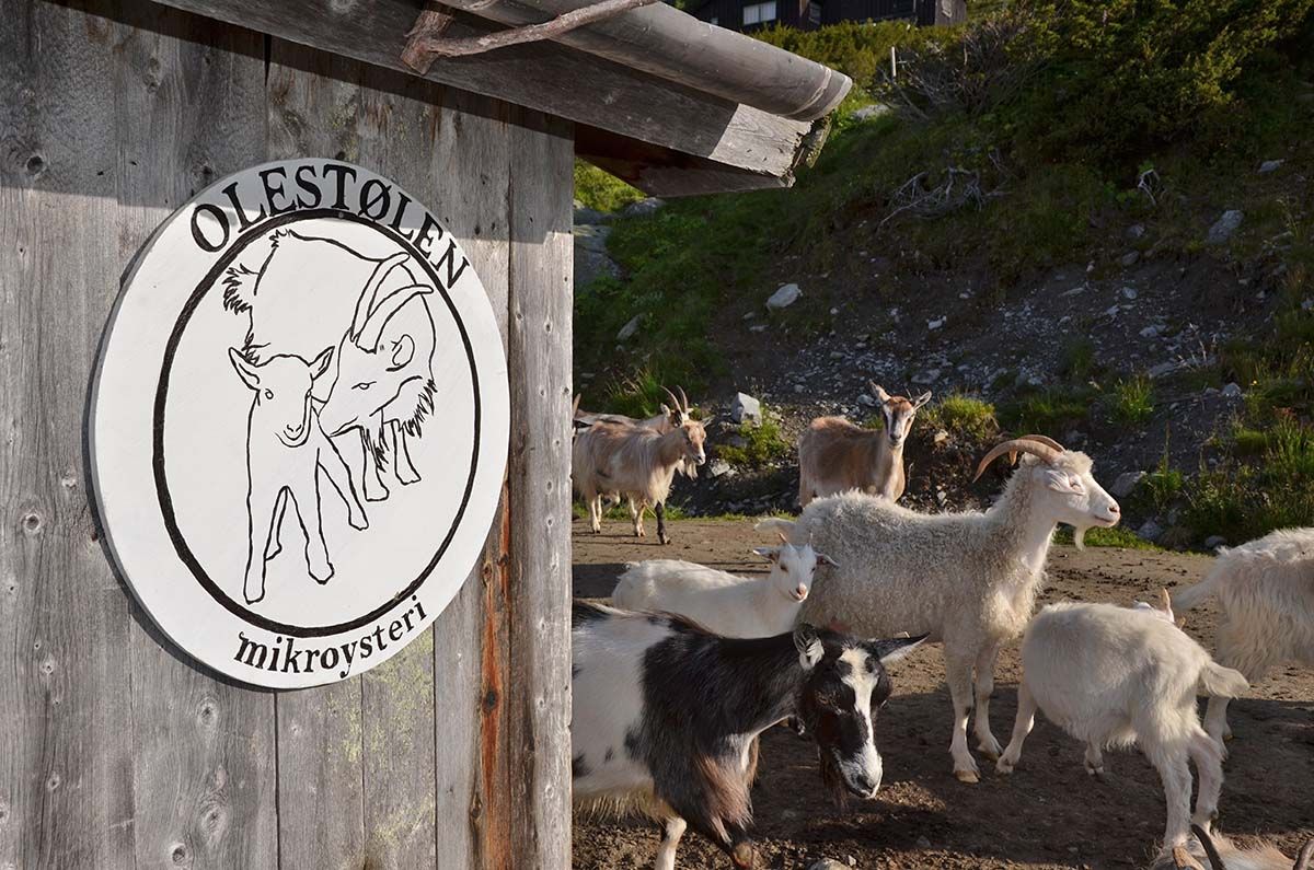 Olestølen Mikroysteri