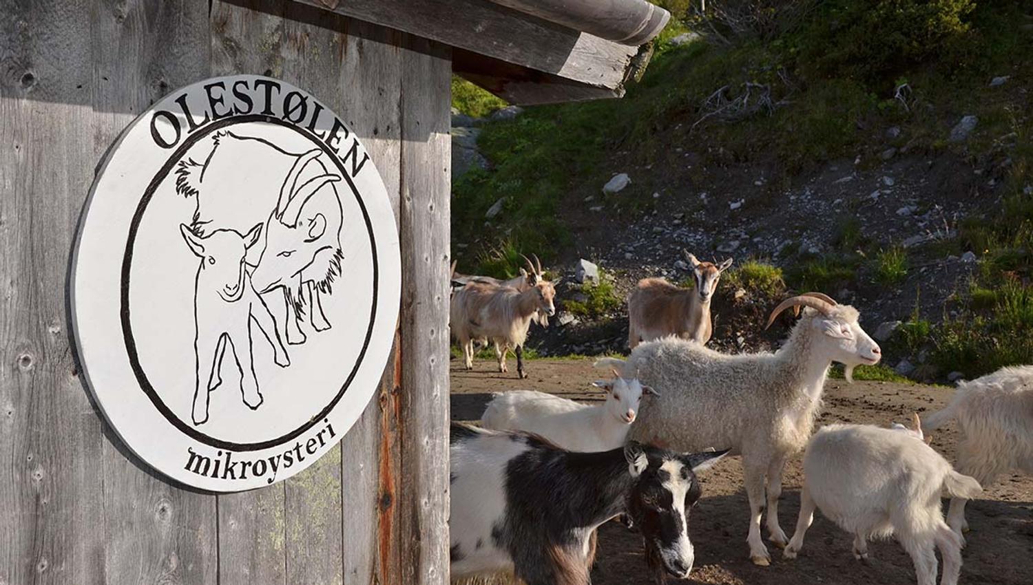 Olestølen Mikroysteri
