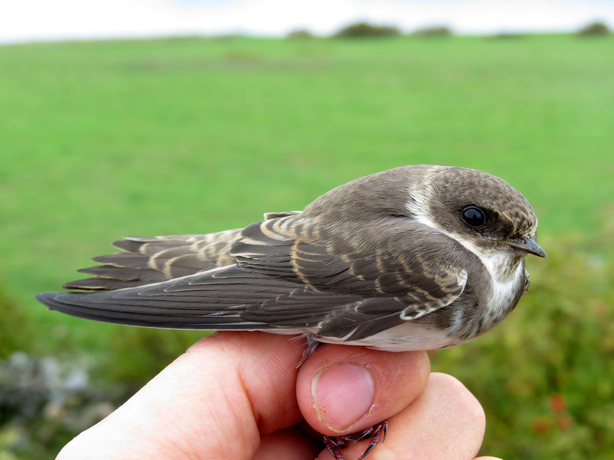 Jomfruland fuglestasjon Sandsvale