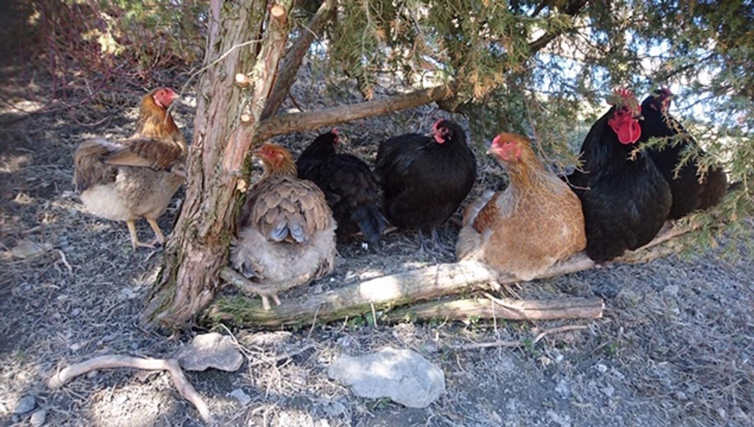 Hens